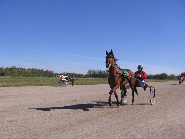 Tävlingar Hästar Trav Raser Novosibirsk Racecourse Testa Pris Guld Chariot — Stockfoto