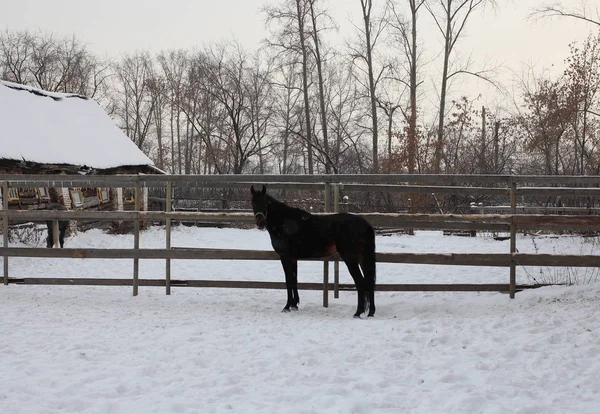 Siyah at padok bir köy kışın kararlı farm karda yürür