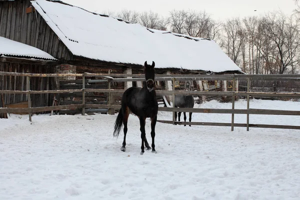 黒い馬パドック村ファーム冬に安定した雪の上を歩く — ストック写真