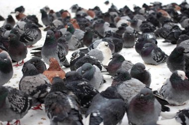 Şehir kuş güvercin şehirde kar üzerinde oturan büyük bir sürü