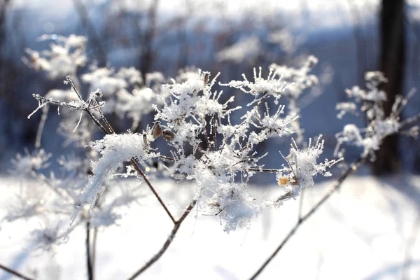 Grama Seca Coberta Com Cristais Espumantes Gelo Geada Floresta Nevão — Fotografia de Stock