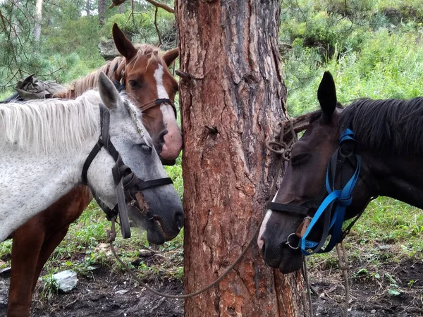 Drie Moe Pack Paarden Vastgebonden Aan Een Boom Bergen Vakantie — Stockfoto