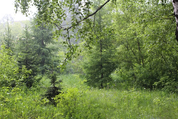 Рано Вранці Туманному Чарівному Зеленому Лісі Вкритому Росою Туманом Серед — стокове фото