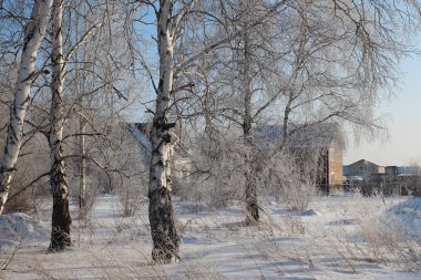 Huş ağaçları arasında beyaz sürüklenir karda bir Sibirya kış orman muhteşem manzara