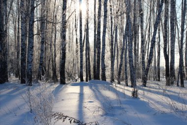 Huş ağaçları arasında beyaz sürüklenir karda bir Sibirya kış orman muhteşem manzara