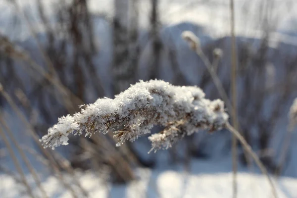 Beyaz Köpüklü Frost Buz Açık Soğuk Bir Günde Kışın Kuru — Stok fotoğraf