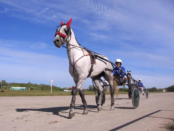 レースでライダー競技馬繋駕速歩レース馬繁殖ノボシビルスク競馬場馬およびライダー — ストック写真