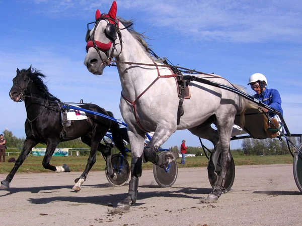 レースでライダー競技馬繋駕速歩レース馬繁殖ノボシビルスク競馬場馬およびライダー — ストック写真