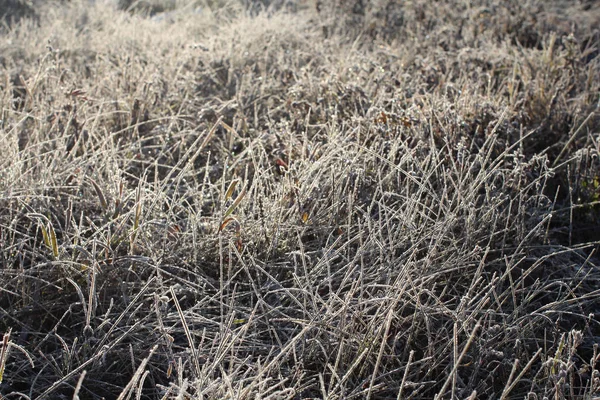 Witte Mousserende Vorst Van Ijs Siert Takken Van Droog Gras — Stockfoto