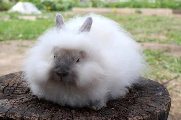 Pouco Engraçado Fofo Bunny Sentado Cinza Marrom Pequeno Bonito — Fotografia de Stock