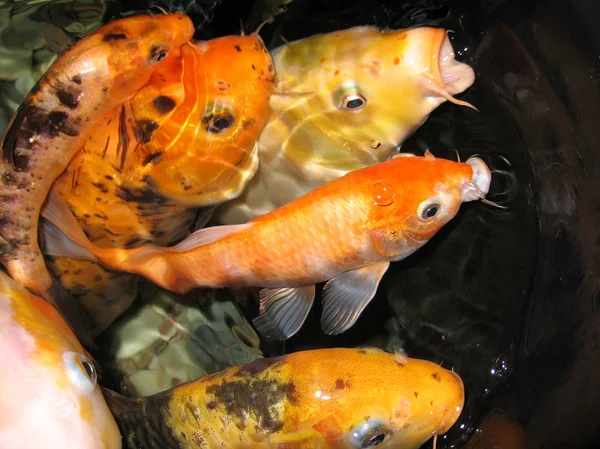 Золотая Рыба Плещущаяся Воде Крупного Карпа Речной Акватории Поисках Пищи — стоковое фото