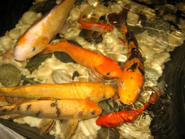 Красива Золота Риба Бризкає Воді Великий Короп Річковому Акваріумі Шукаючи — стокове фото