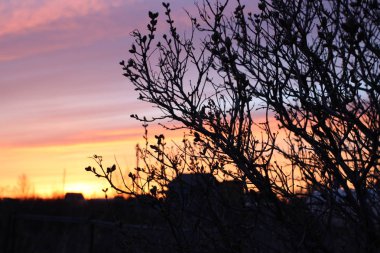 Ağaçların arasında akşam gün batımında güzel gökyüzüne karşı Bush çıplak dalları siyah siluet