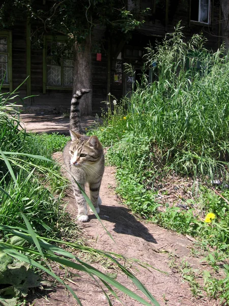 灰色流浪条纹猫走在马路上在草地上的老木屋附近 — 图库照片