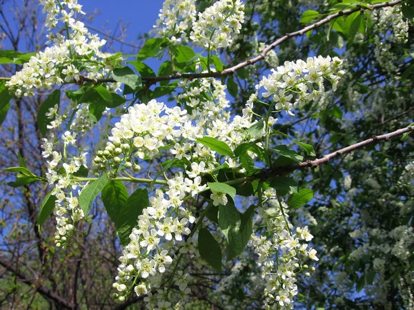 Ramo Flor Cerezo Primavera Con Flores Blancas Las Ramas —  Fotos de Stock