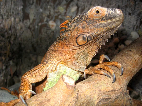 Iguana Lagartija Sentada Una Rama Terrario —  Fotos de Stock