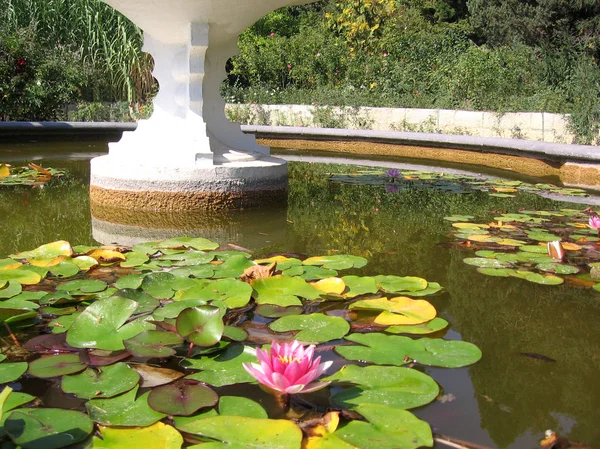 スユリが咲く美しい観賞池 — ストック写真