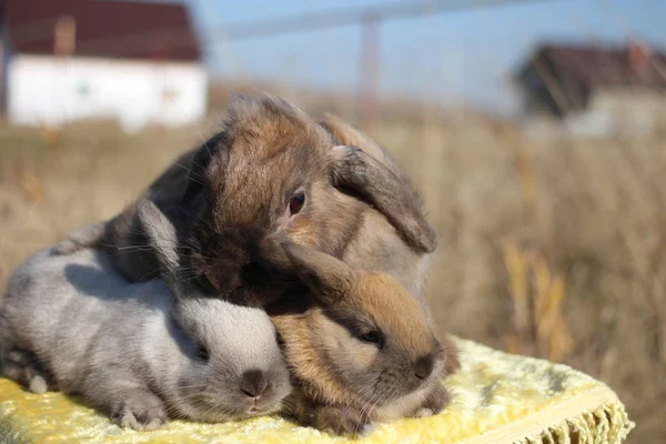 Drie Pluizige Konijntjes Zittend Samen Konijn Konijntjes Schattige Huisdieren — Stockfoto