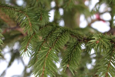 iğneler iğneler ile yeşil dikenli dalları kozalaklı ağaç ladin