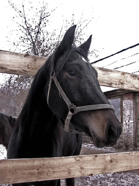 马走在围场附近的街道 在村里的马房附近的冬天在栅栏后面 — 图库照片
