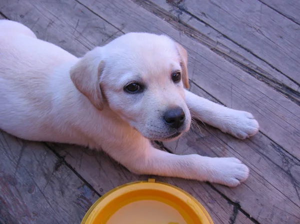 Schattige kleine witte puppy Labrador liggend naast een lege kom — Stockfoto
