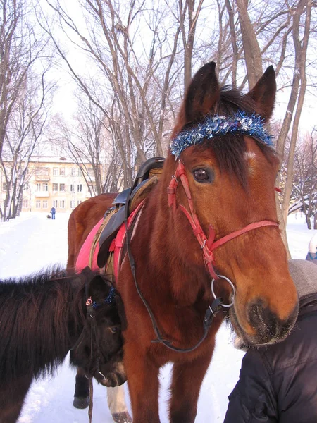 Рыжеволосая тонкая лошадь в узде с маленьким пони в винте — стоковое фото