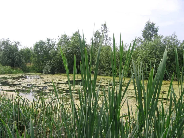Un pantano herboso en la taiga siberiana con cañas cubiertas con alg —  Fotos de Stock