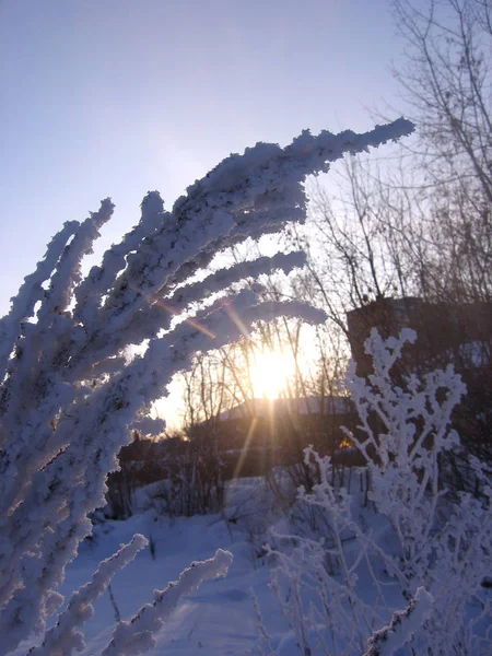 Um raio escuro de luz solar brilha através de um ramo morto na vitória gelada — Fotografia de Stock