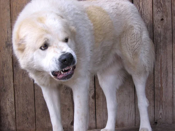 Grandes Gruñidos Perro Agresivo Blanco Dientes Desnudos Ataques Peligrosos —  Fotos de Stock