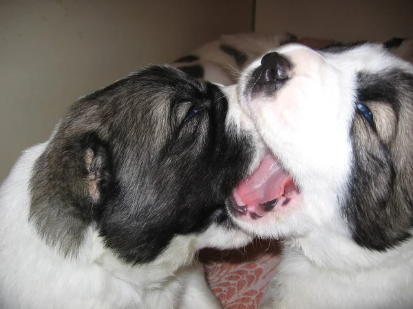 Twee Schattige Pluizige Kleine Puppy Honden Samen Bijten — Stockfoto