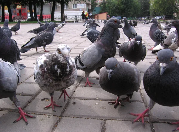 食べ物を探している市内のハトの鳥の大群 — ストック写真
