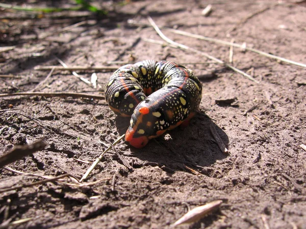 Una Gran Manchado Larva Una Plaga Oruga Cabeza Insecto Rojo —  Fotos de Stock