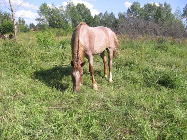 Yaz otlaklarında otlayan tasmalı bir at yeşil gr 'de