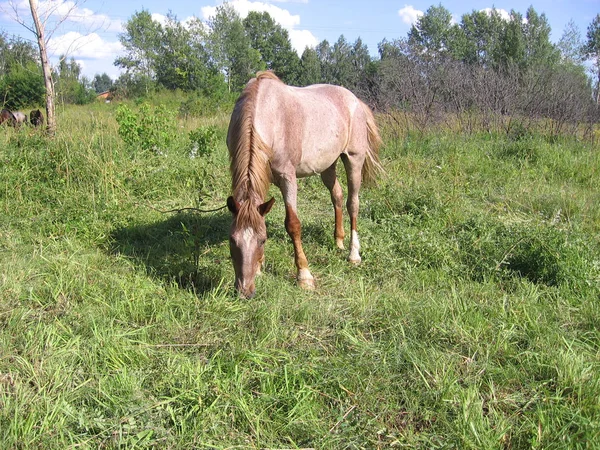 Um cavalo em uma coleira que pastoreia no pasto de verão no gr verde — Fotografia de Stock
