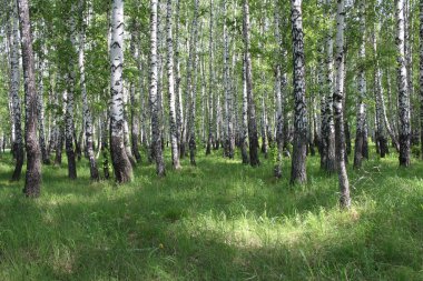 Sibirya 'da yaz mevsiminde yeşil çimenler ve yüksek ağaçlarla huş ağaçları