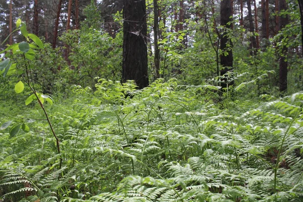 Forêt Conifères Avec Pins Été Sibérie Avec Herbe Verte Grands — Photo