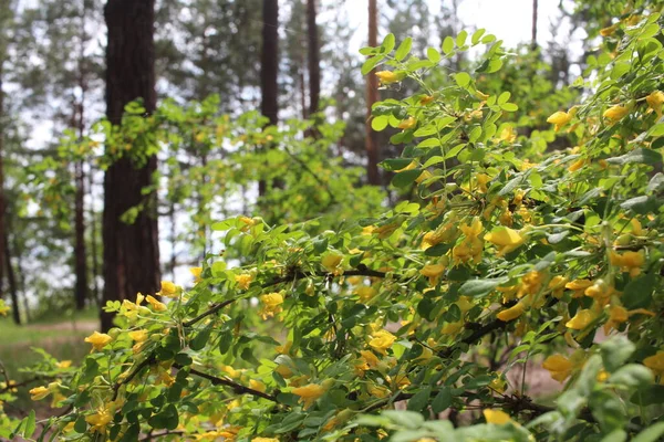 Gele Acacia Bloemen Takken Van Een Bush Het Bos Bloeide — Stockfoto