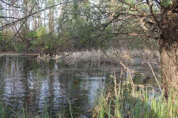 Waldsee Einem Sumpfigen Teich Zwischen Bäumen — Stockfoto