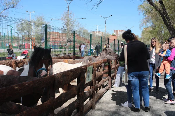 Oroszország Novoszibirszk 2019 Látogatók Egy Nyári Parkban Egy Utcai Kifutón — Stock Fotó