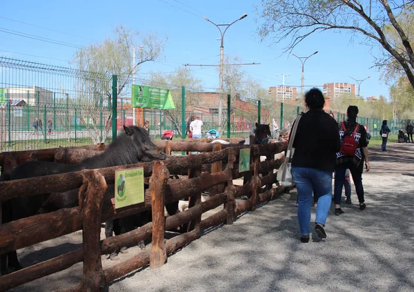 Rosja Nowosybirsk 2019 Małe Konie Kucyki Ulicznym Padoku Letnim Parku — Zdjęcie stockowe