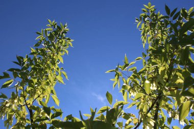 Yazın mavi gökyüzüne karşı ağaç dallarında yeşil yapraklar.