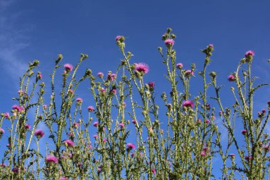 Parlak pembe dikenli çiçekler dikenli yabani yeşil çimenler arasında