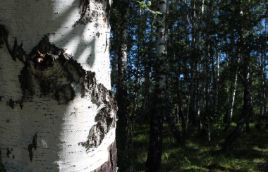 Sibirya huş ormanındaki ağaç gövdesi.