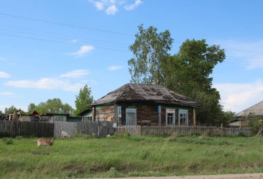 Rusya, Novosibirsk 17.05.2020: Rus köyünde çitlerin arkasında keçileri olan eski ahşap bir ev
