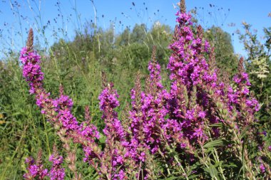 Yazın yeşil çimenlikte pembe parlak çiçekler
