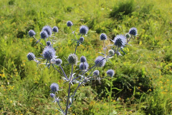 Fleurs Épineuses Bleu Vif Dans Fourré Buissons Herbe Avec Des — Photo