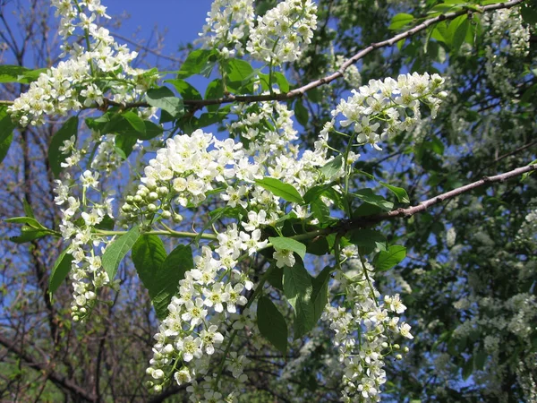 Flores Cerezo Blanco Florecieron Los Árboles Primavera Parque —  Fotos de Stock
