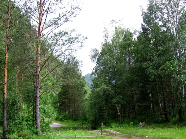 Paisaje Bosque Montañoso Altai Para Que Los Turistas Viajen Verano —  Fotos de Stock