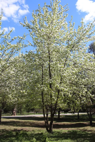 Flowering Apple Trees Green Leaves Branches Spring Park — Stock Photo, Image