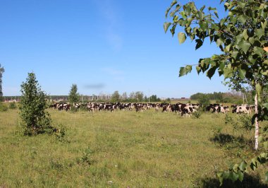 Bir çiftlik köyündeki bir çayırda otlayan inek sürüsü. Hayvan üretimi için.